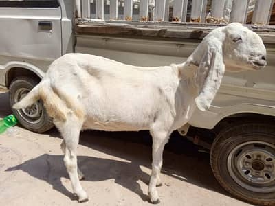 Bakri for sale price full final 46ooo