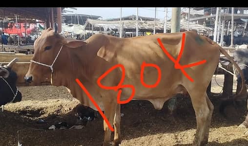 dasi cow