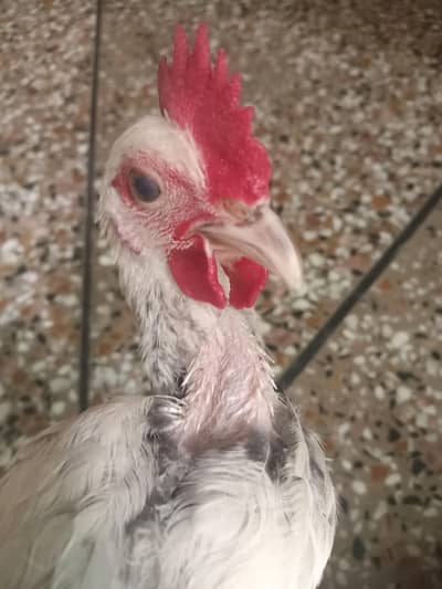 golden misri 1 male and 3 female