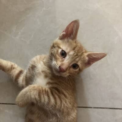 Cute Playful Kittens