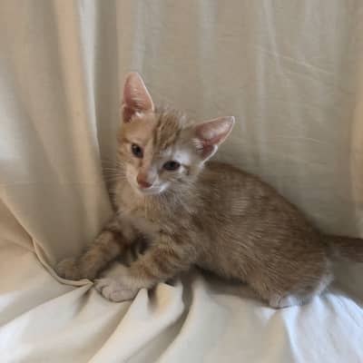 Cute Playful Kitten