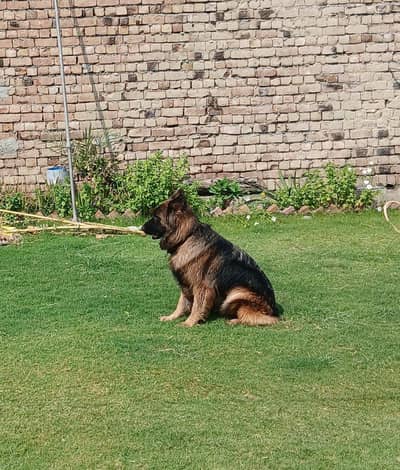 German Shepard Petigree adult female