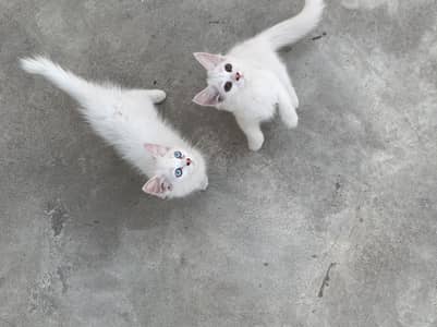 Persian cats pair