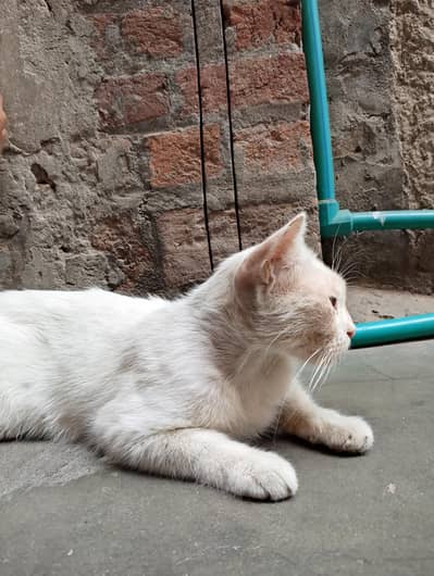 Beautiful White Persian Cross Kitten/Cat with Blue Eyes