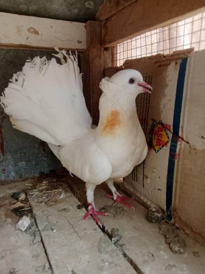 1 Male for sale