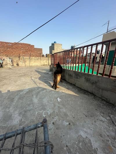 GSD male dog available for sale