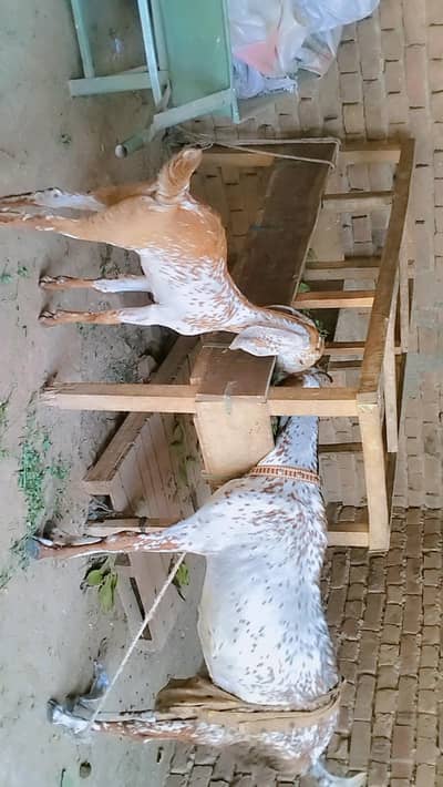piuer dasi maki chani bakri our Sath female