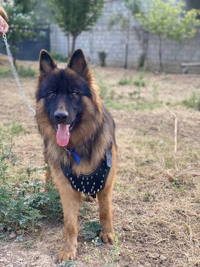 German shepherd dog 8monts age hai bilkul active hai