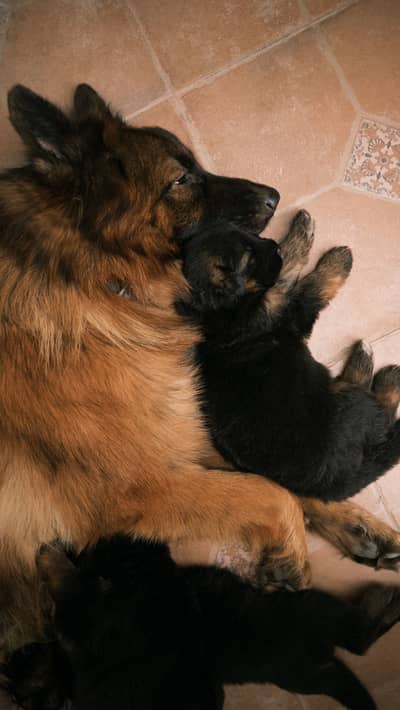 Long coated puppies