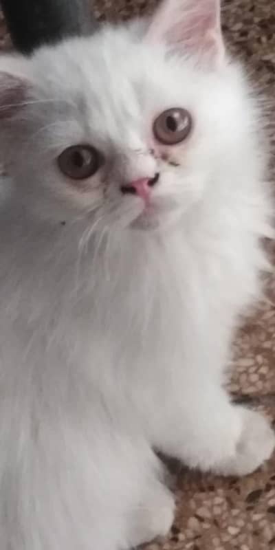 Persian Cat