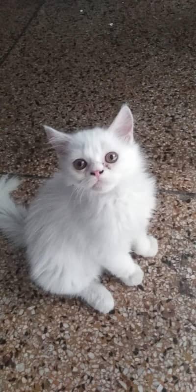 Persian Cat