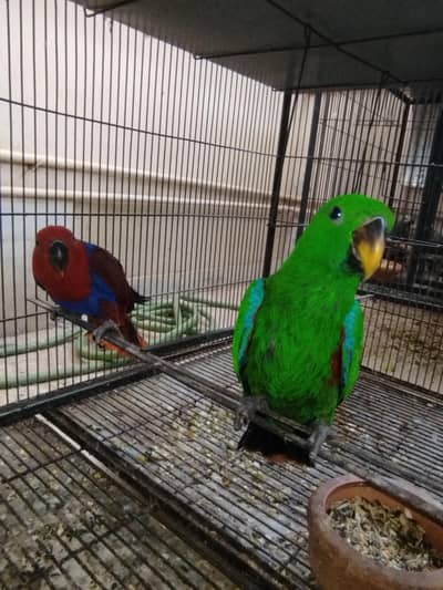 eclectus