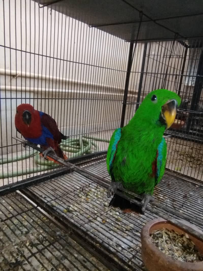 eclectus 0