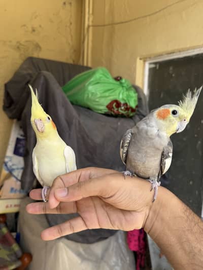 Handtamed Cockatiel pair , very friendly and active