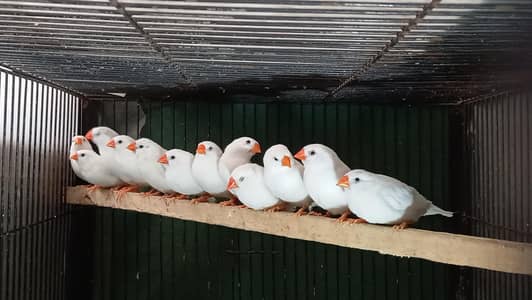 snow white | fawn java | cfw half orange breeder and ready to breed