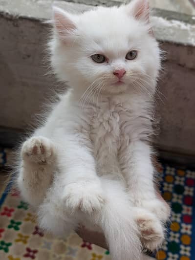baby kittens available triple coat