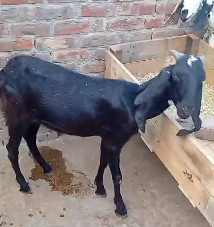 bakra 0