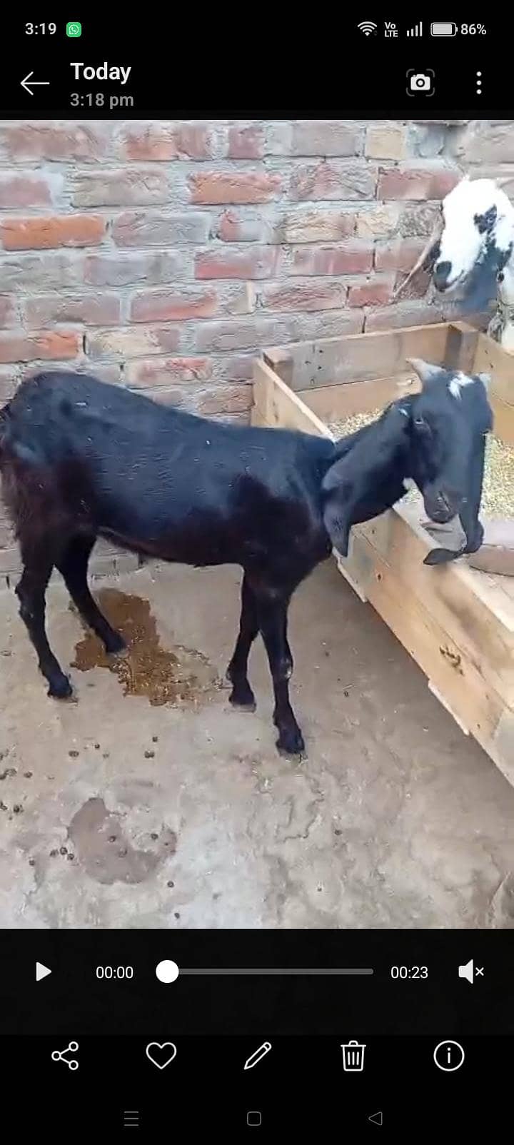 bakra 1