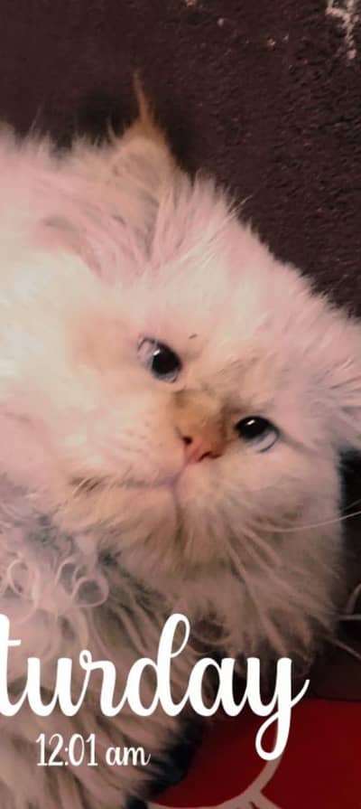 male cat