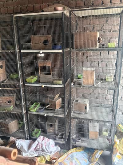 3 bird cages 4 poshion