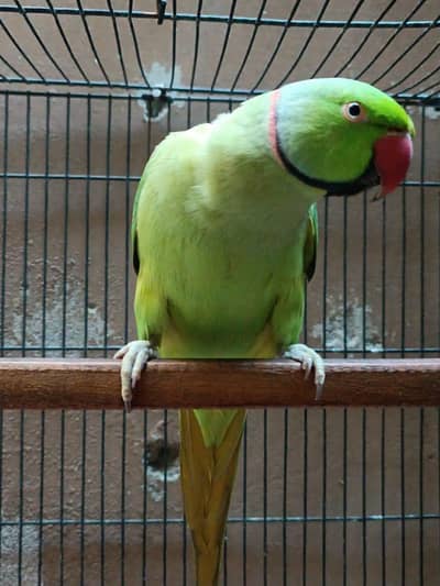 TALKING PARROT