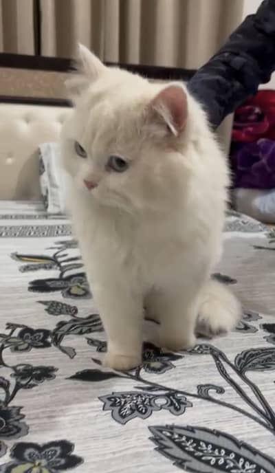 Persian male Cat Breder