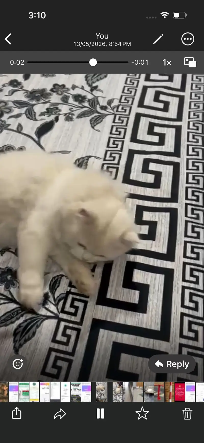 Persian male Cat Breder — photo 4