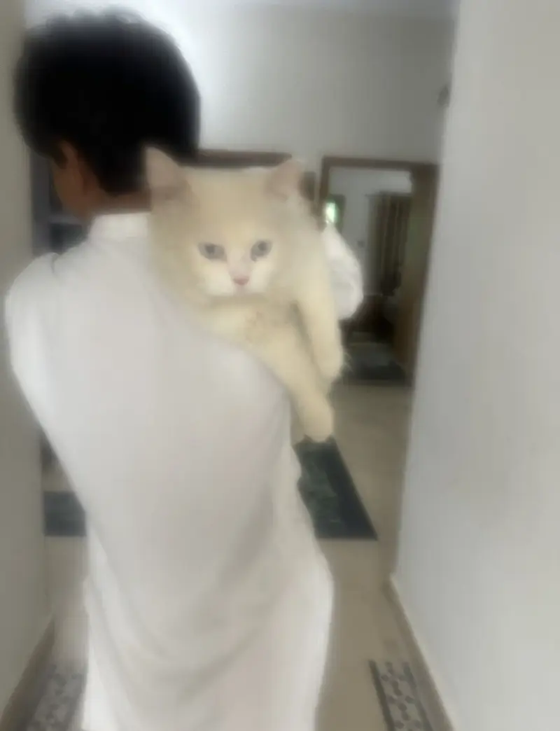 Persian male Cat Breder — photo 5