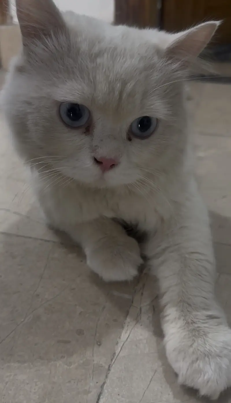 Persian male Cat Breder — photo 6
