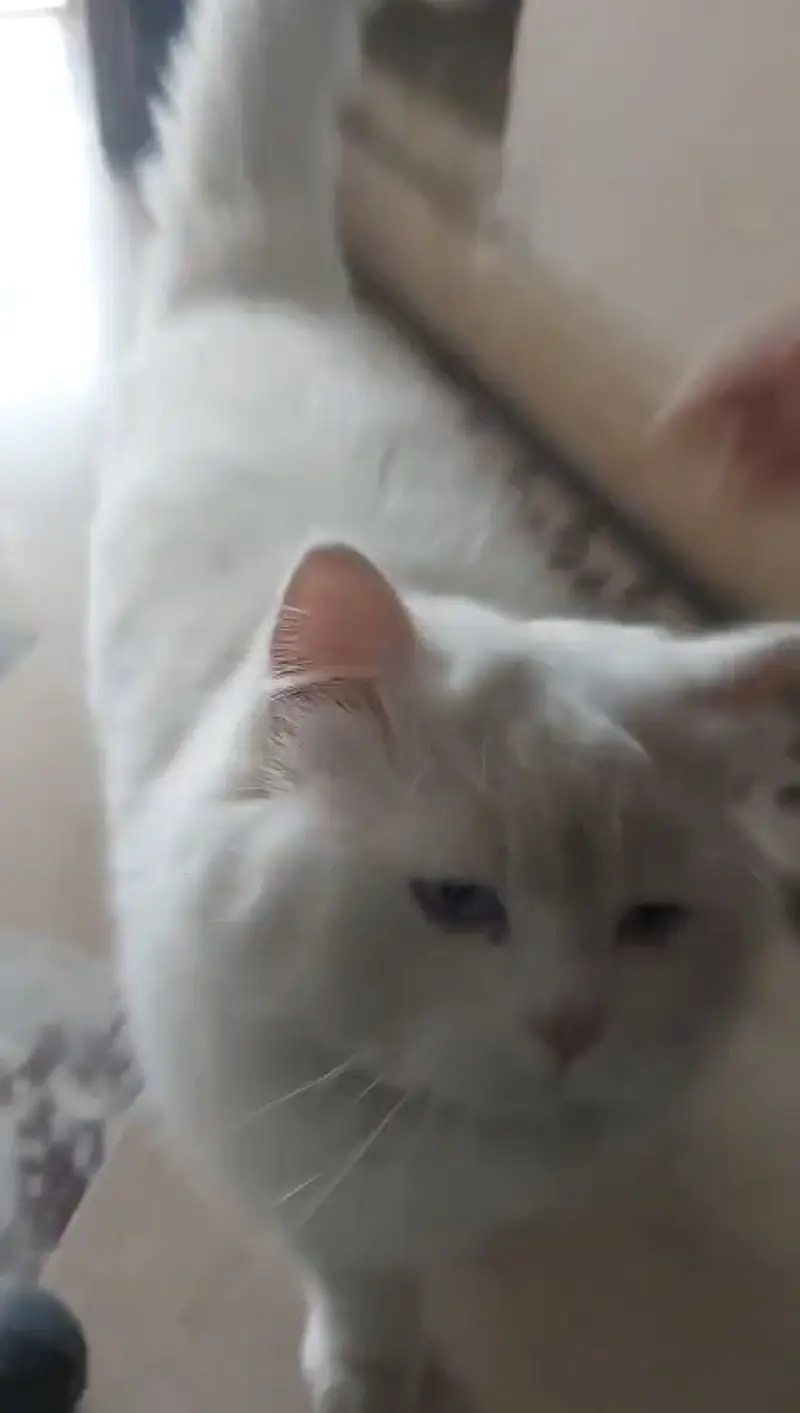 Persian male Cat Breder — photo 8