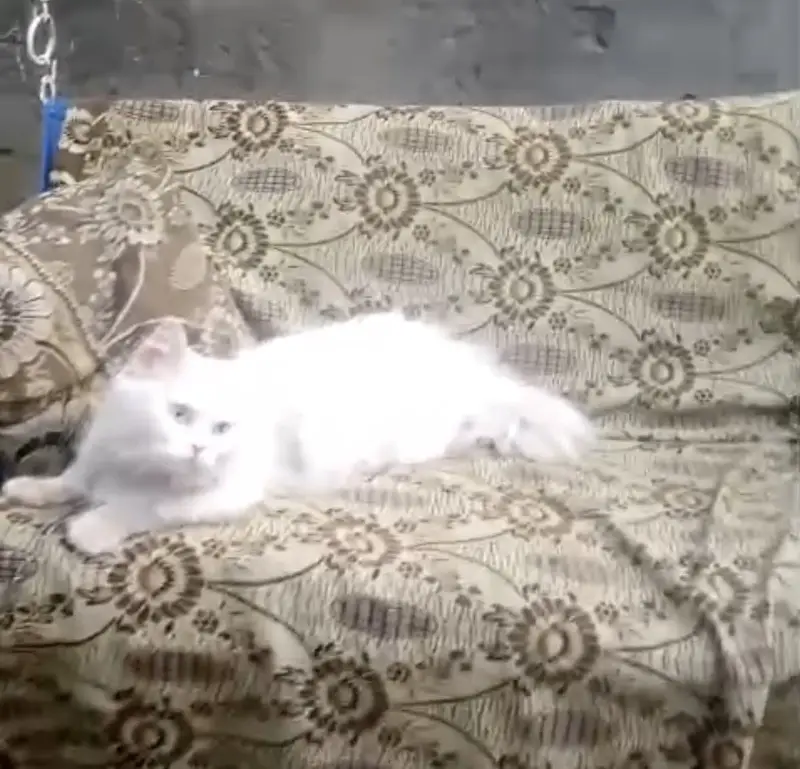 Persian male Cat Breder — photo 9