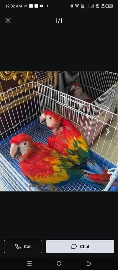 rad macaw parrot chicks for sale call number03220801966