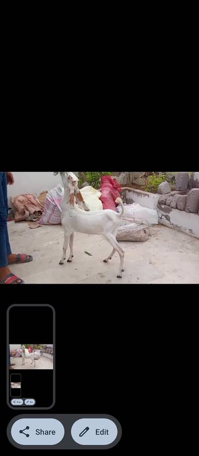 bakra for sale | goat | tedi bakra | pink nose bakra