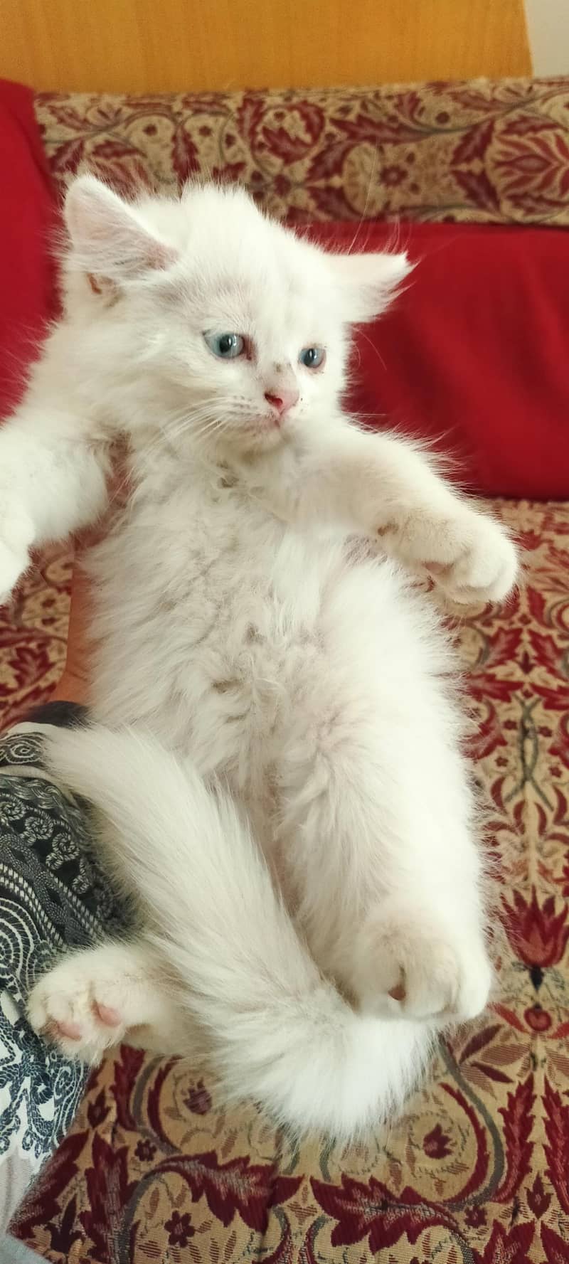 Kittens 0