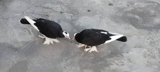 fancy breed For Sale