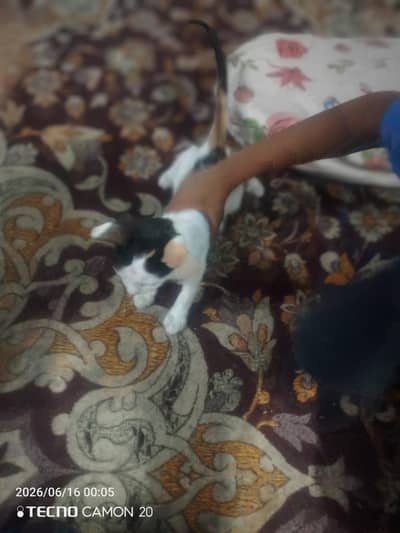 cat