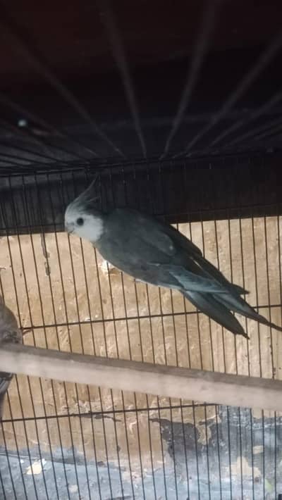 Breeding Cockatiel Pair