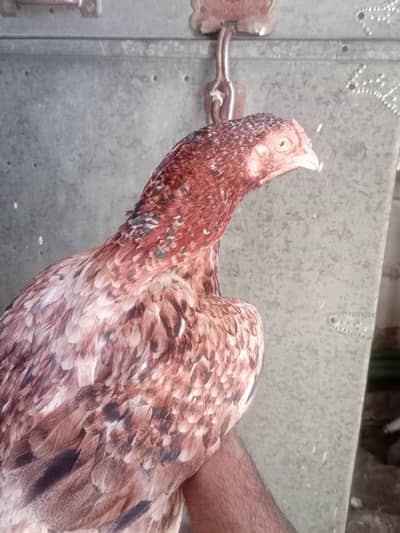 Aseel Sawi Lakhi Female
