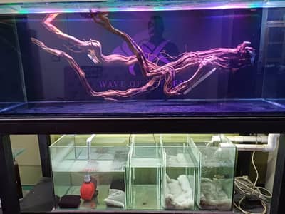 Aquarium