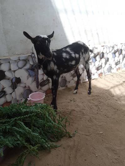 Ajrak print female kid 4 month