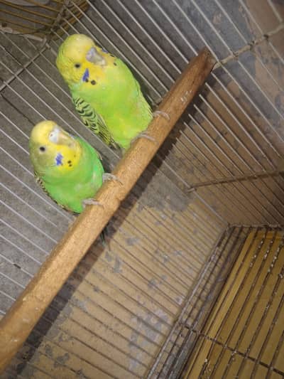 Parrot pair with Cage
