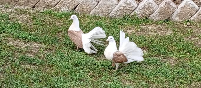 Indian fantail, lakka kabootar