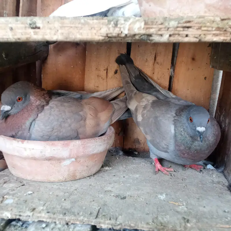 White bar female and Ghagra pair