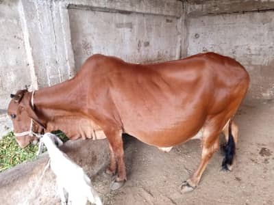pregnant cow
