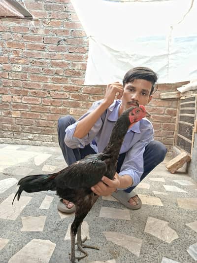 Vietnam pattha WhatsApp 03124613025