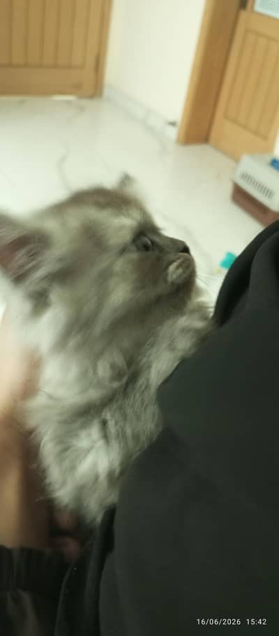 cat for sale