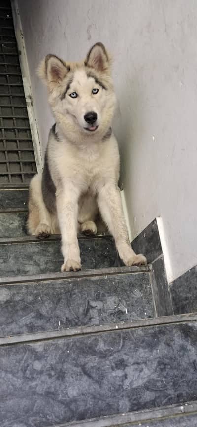 siberian husky male puppy for sale