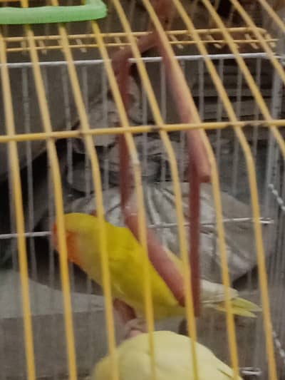 Love bird for sale male