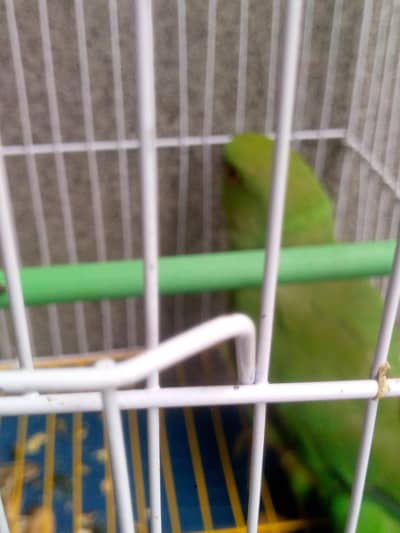 ringnick and hen chicks for sale urgent