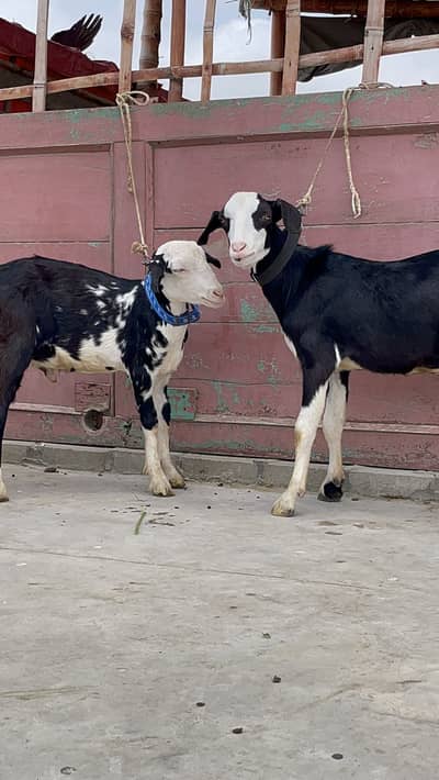 Tedi tapra male pair bakra/goat